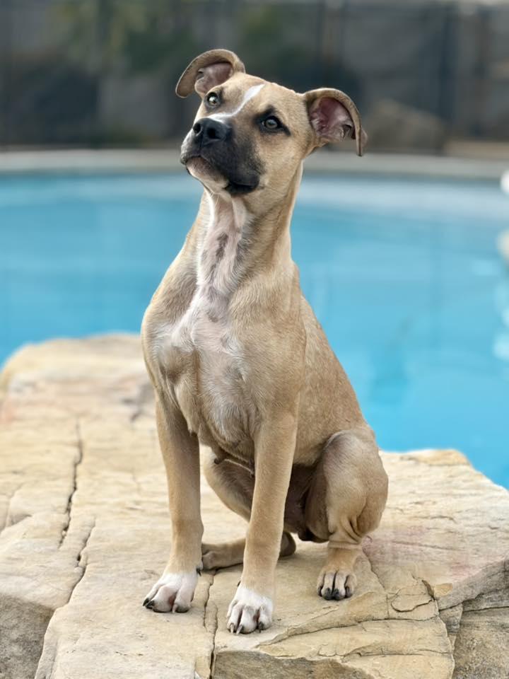 Acorn, a Adoptable Terrier in Greenville, SC image 2/2