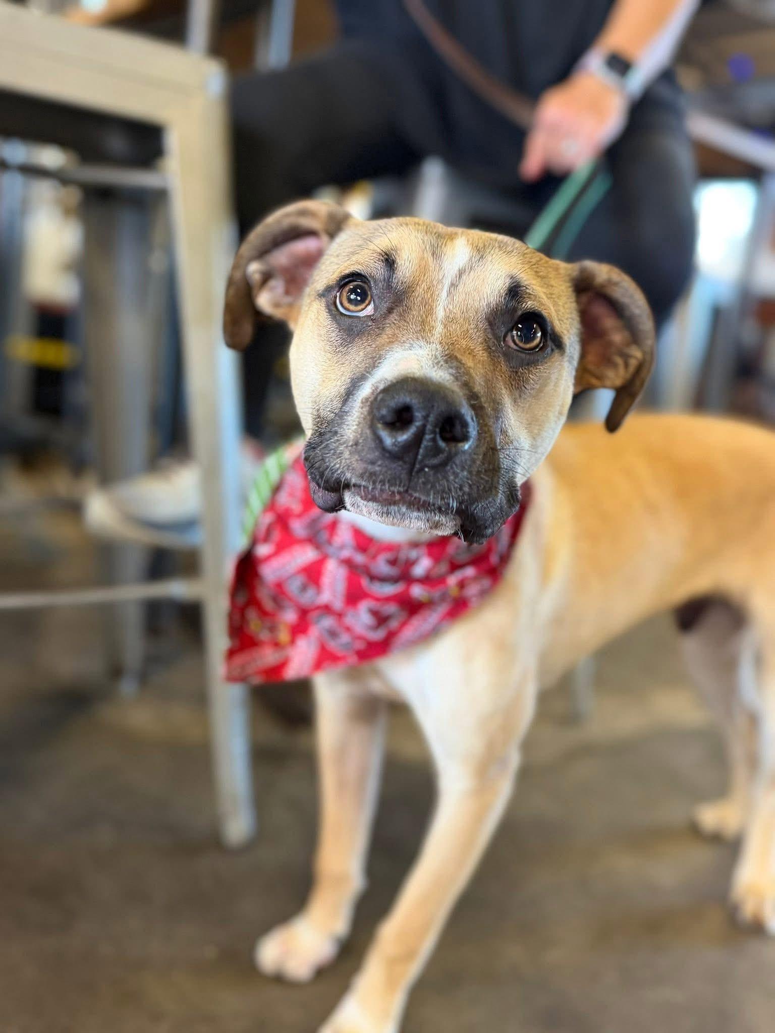 Acorn, a Adoptable Terrier in Greenville, SC image 3/3