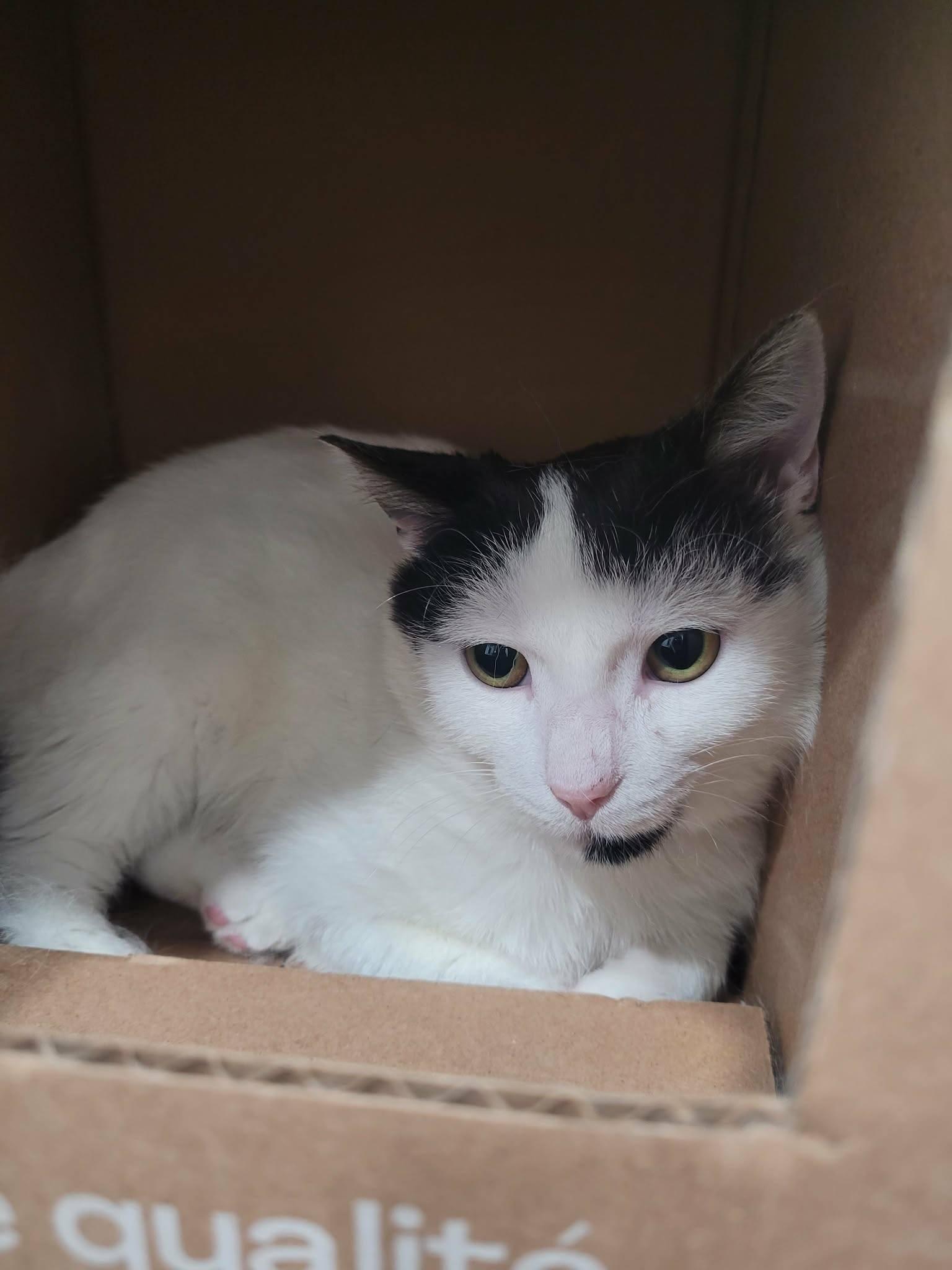 Enlarge Lunes, a ADOPTABLE Domestic Short Hair in Spencerville, ON image 6/6
