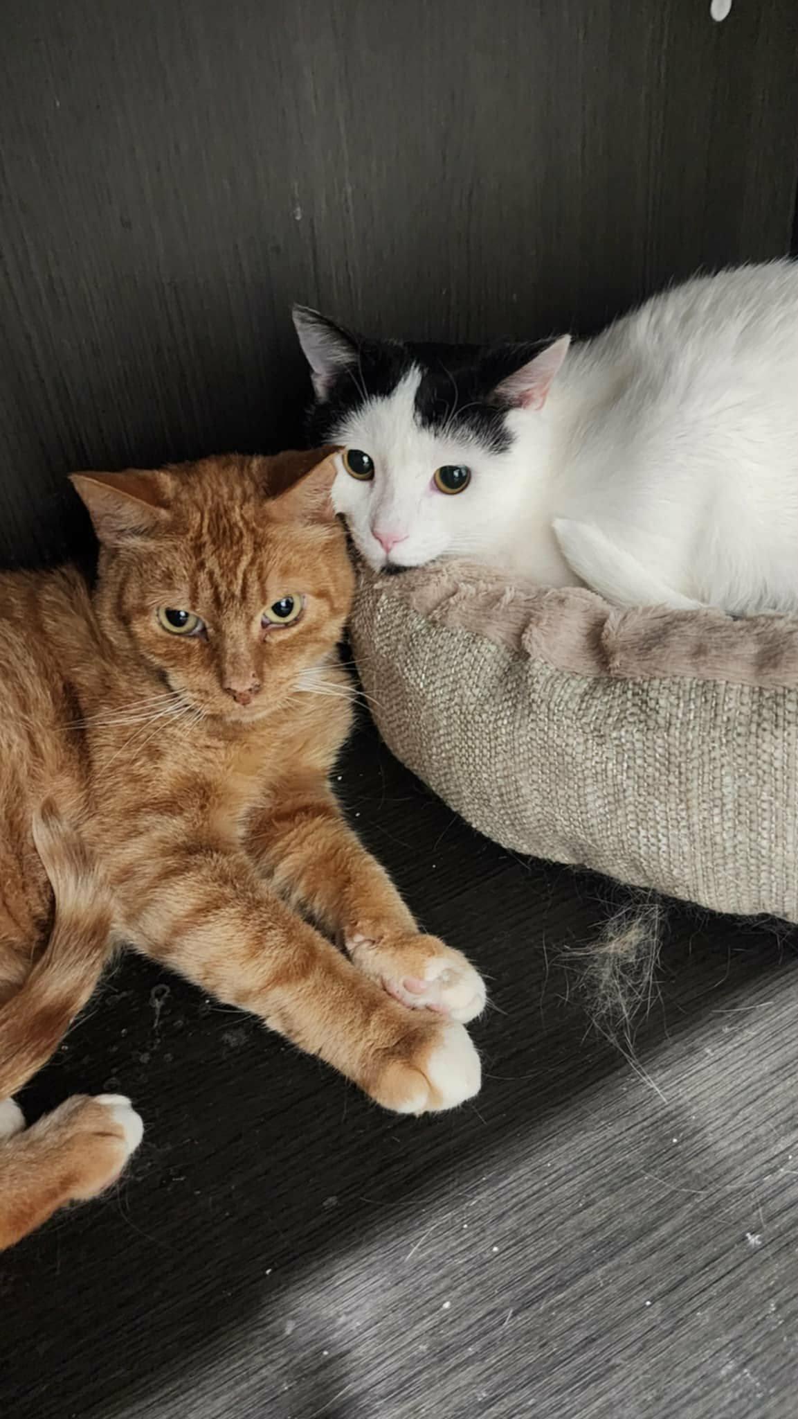 Enlarge Lunes, a ADOPTABLE Domestic Short Hair in Spencerville, ON image 4/6