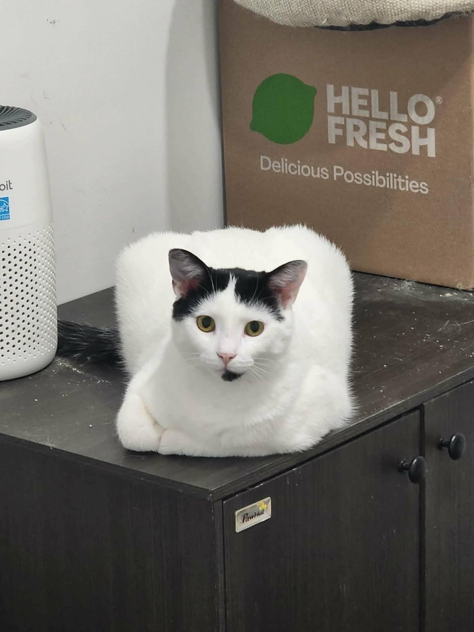 Enlarge Lunes, a ADOPTABLE Domestic Short Hair in Spencerville, ON image 5/6