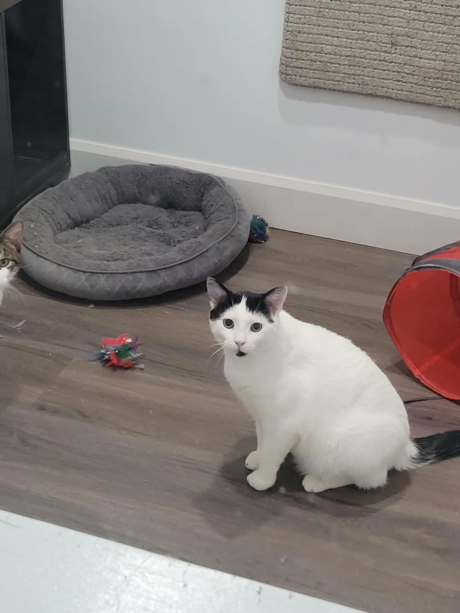 Enlarge Lunes, a ADOPTABLE Domestic Short Hair in Spencerville, ON image 1/6