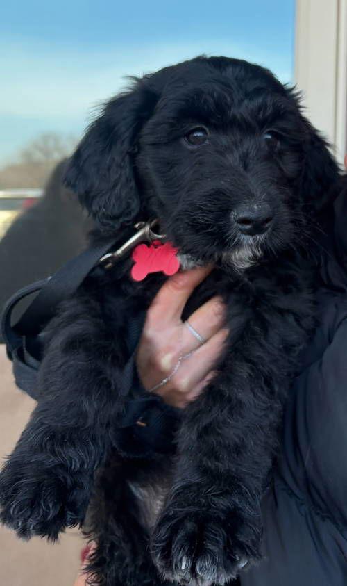 Enlarge Darian - ADOPTION IN PROCESS, a Adoptable mixed breed in Grafton, WI image 1/3