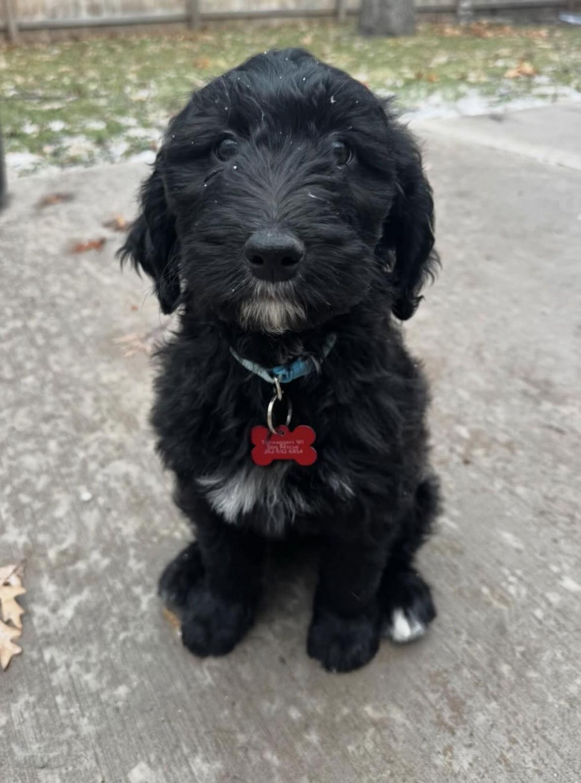 Enlarge Darian - ADOPTION IN PROCESS, a Adoptable mixed breed in Grafton, WI image 2/3