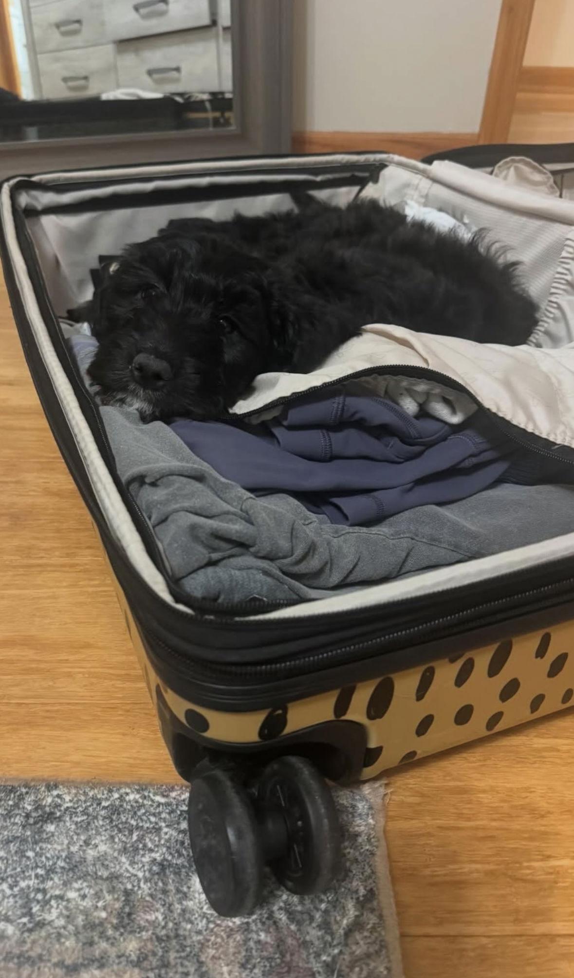 Enlarge Darian - ADOPTION IN PROCESS, a Adoptable mixed breed in Grafton, WI image 3/3