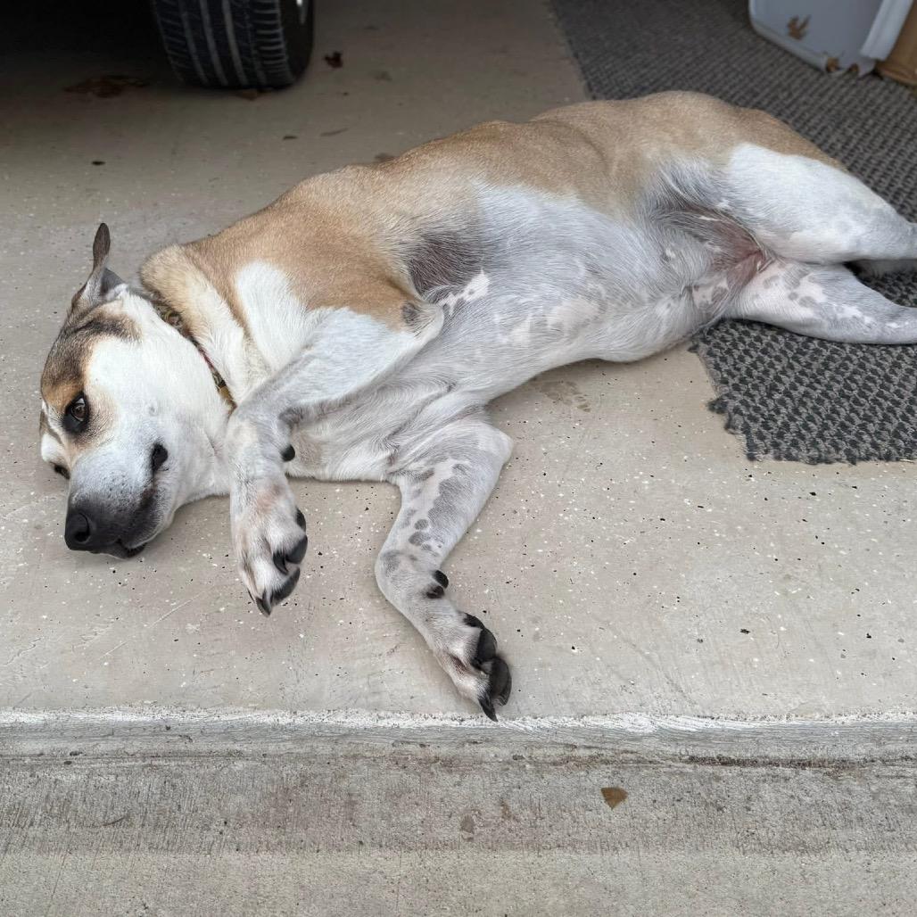 Lexi, Adoptable, Senior Female Labrador Retriever & White German Shepherd.