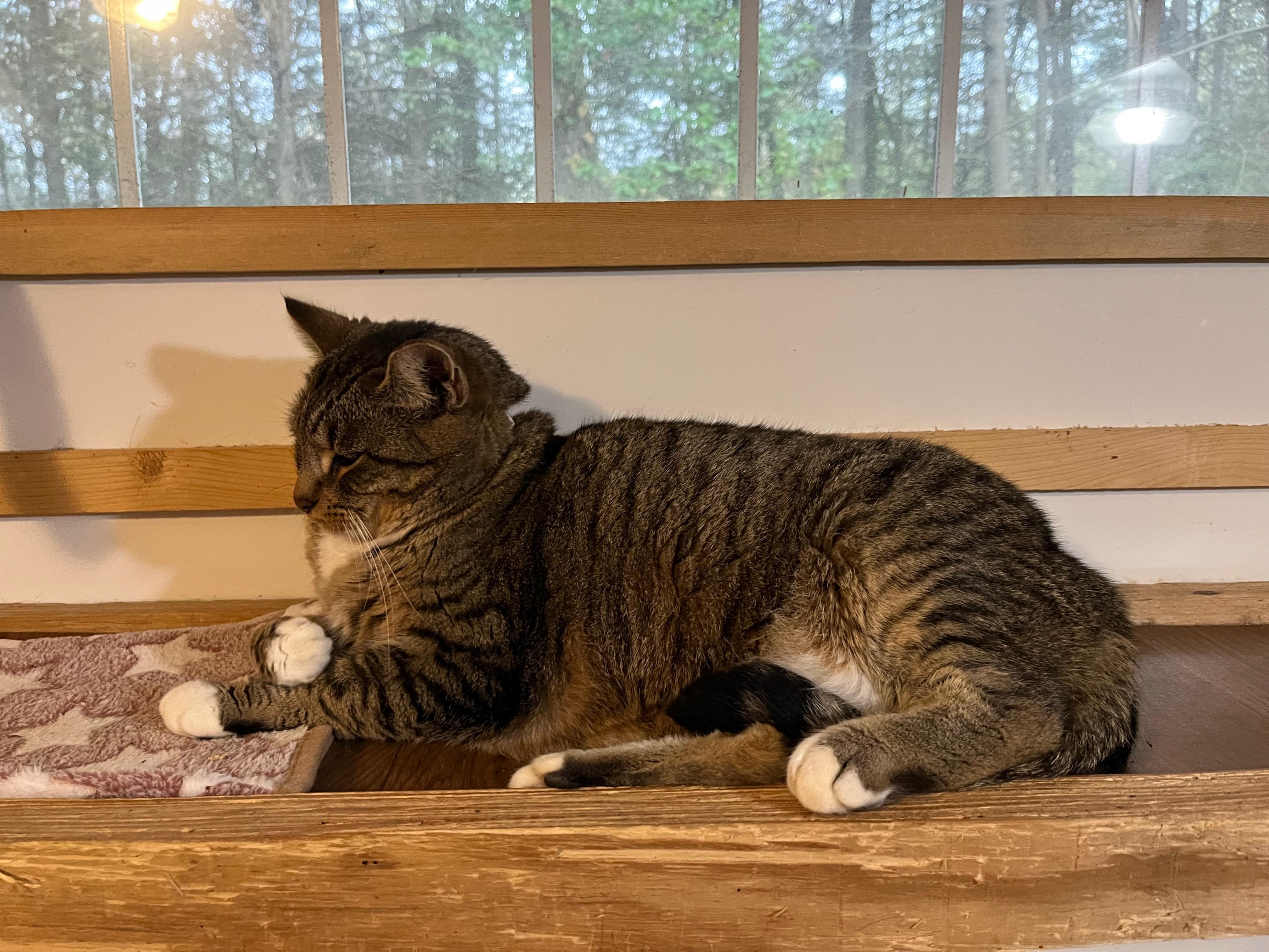 MADDIE, Adoptable, Adult Female Domestic Short Hair.