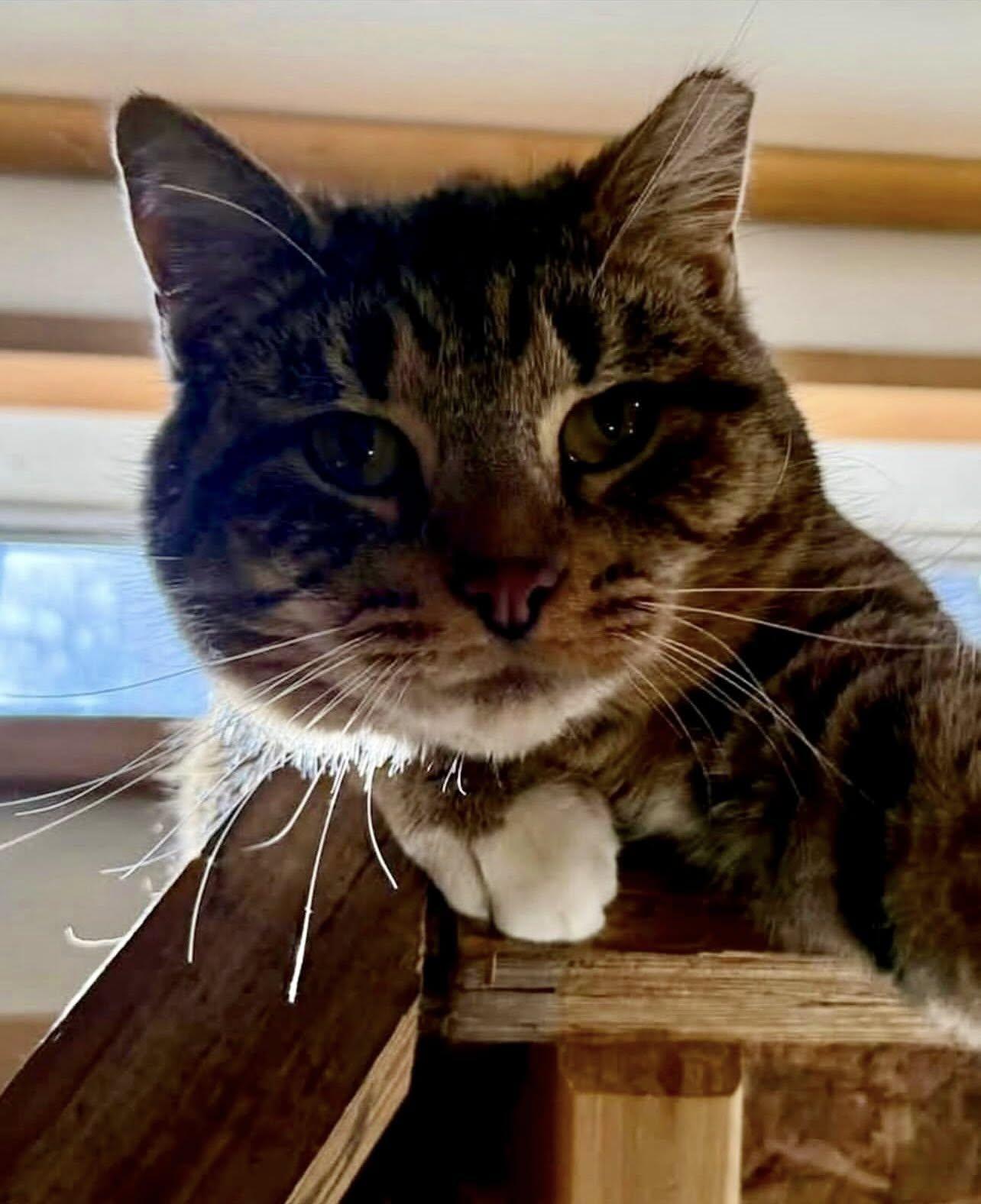 Enlarge MADDIE, a Adoptable Domestic Short Hair in Millerstown, PA image 2/6