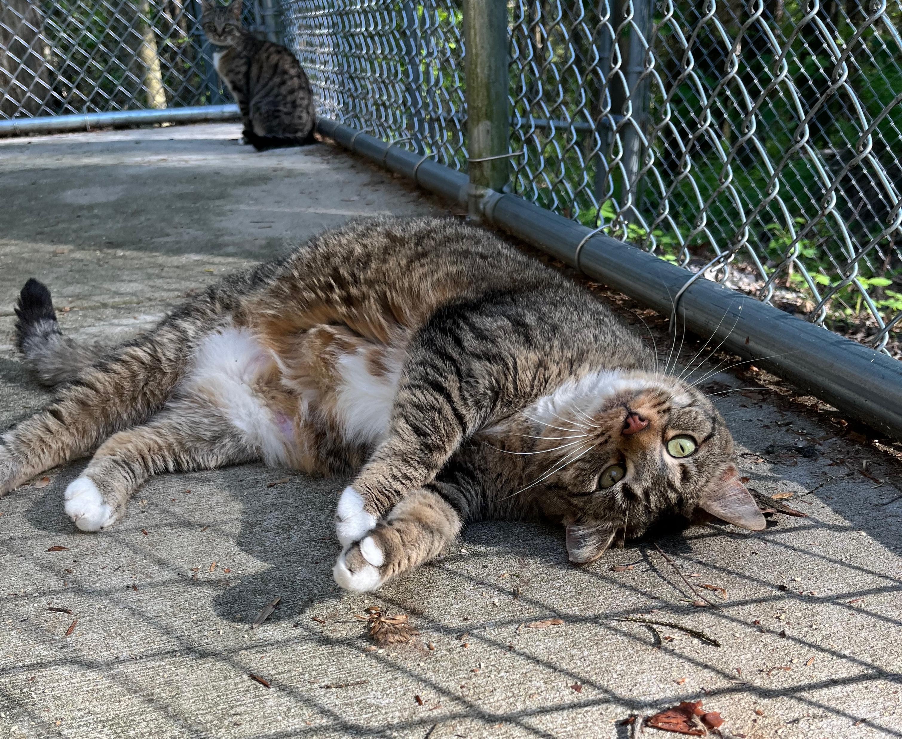 MADDIE, a Adoptable Domestic Short Hair in Millerstown, PA image 2/5
