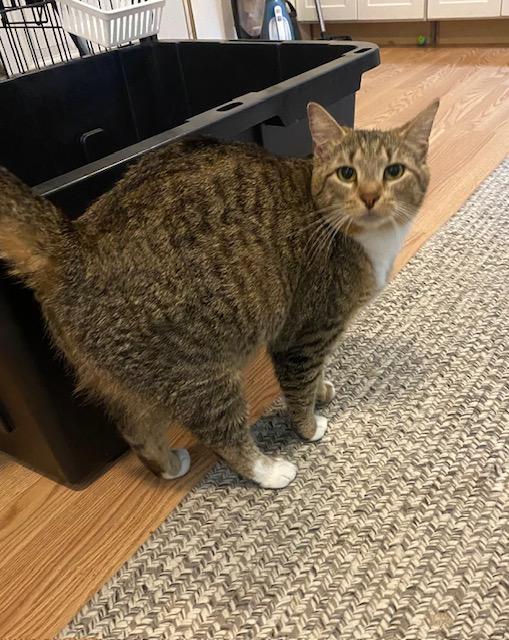 Enlarge MADDIE, a Adoptable Domestic Short Hair in Millerstown, PA image 3/6