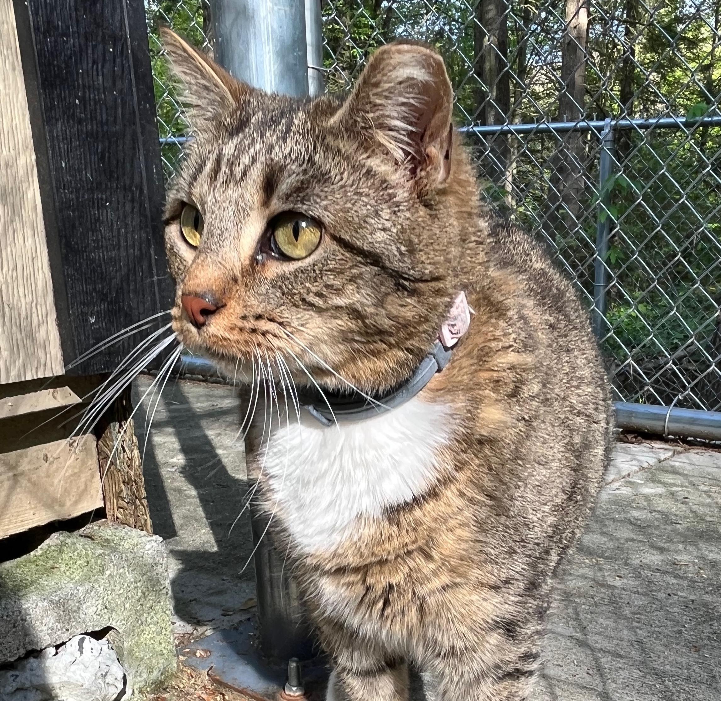 MADDIE, a Adoptable Domestic Short Hair in Millerstown, PA image 1/5