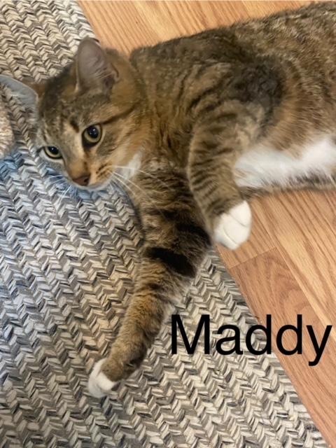 Enlarge MADDIE, a Adoptable Domestic Short Hair in Millerstown, PA image 4/6