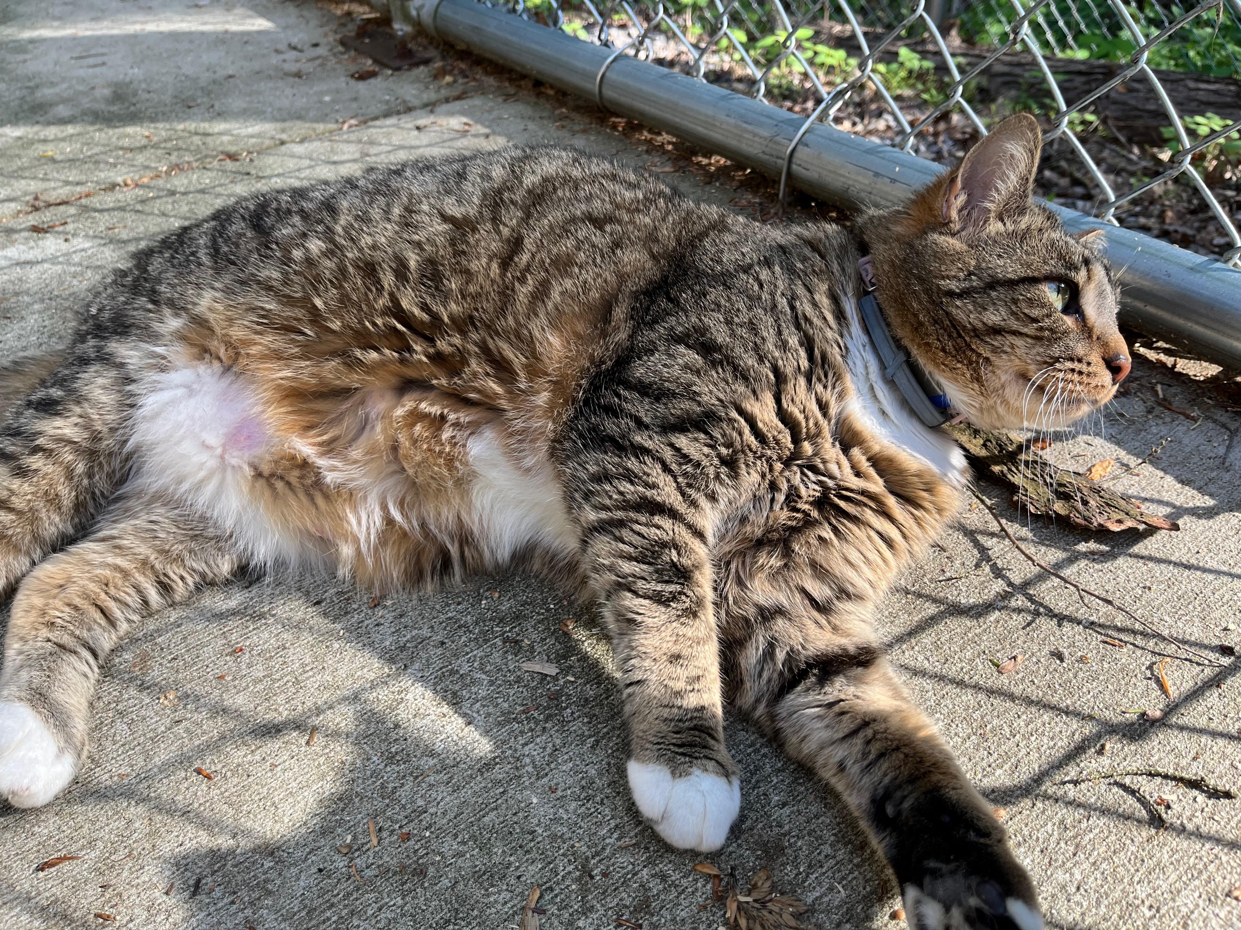 MADDIE, a Adoptable Domestic Short Hair in Millerstown, PA image 3/5