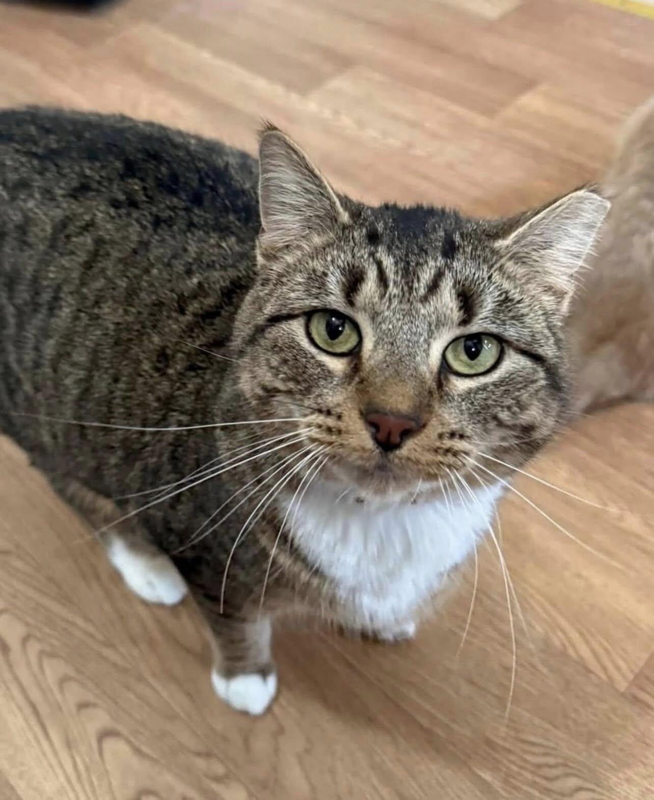 Enlarge MADDIE, a Adoptable Domestic Short Hair in Millerstown, PA image 5/6