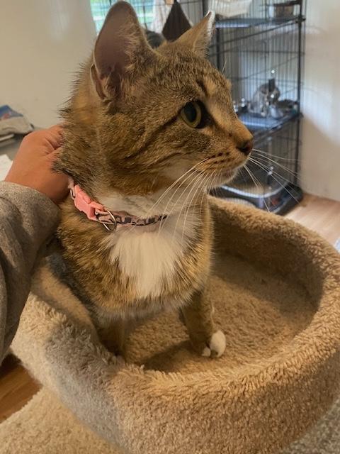 Enlarge MADDIE, a Adoptable Domestic Short Hair in Millerstown, PA image 6/6