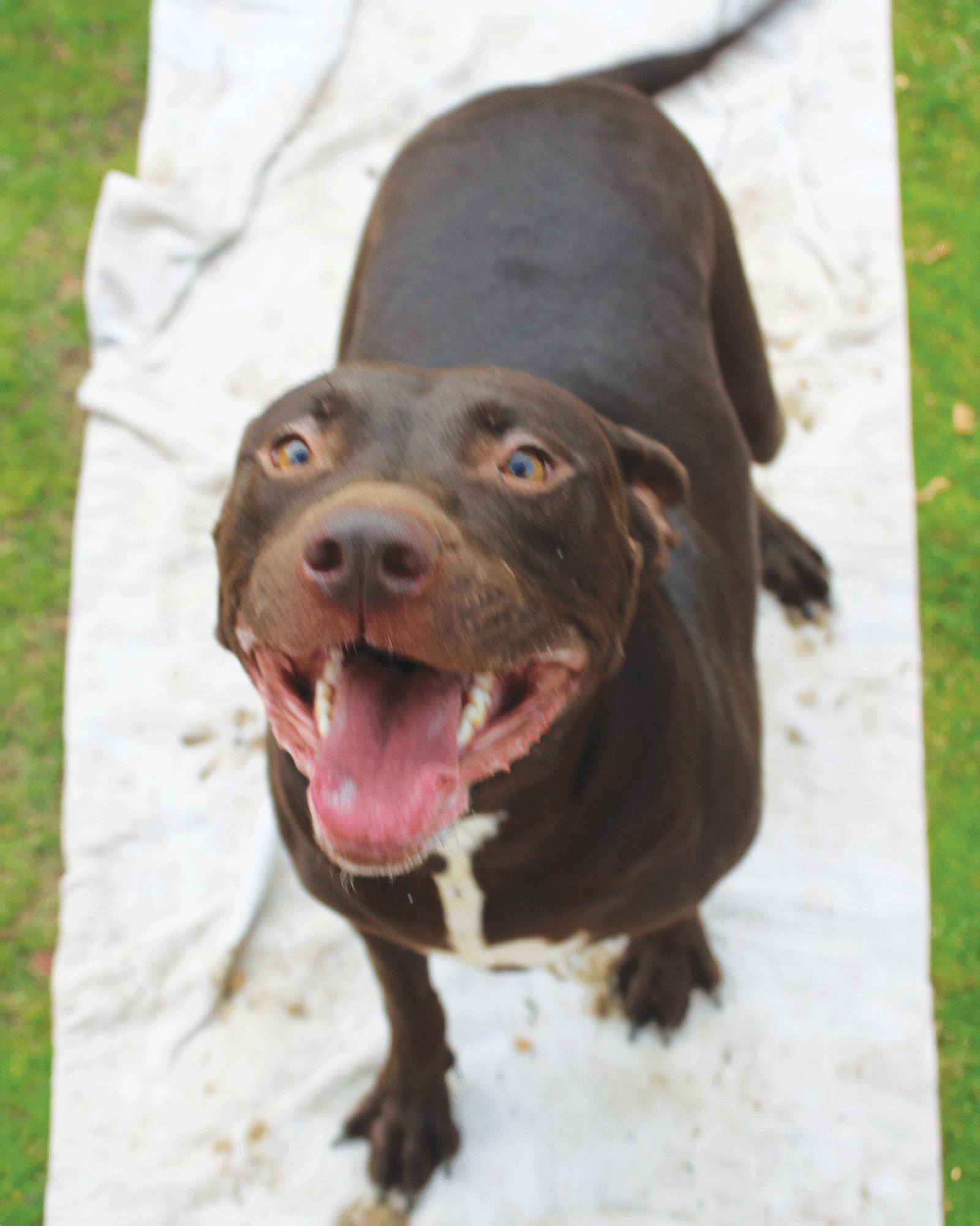 Rumpelstiltskin, Adoptable, Young Male Labrador Retriever.