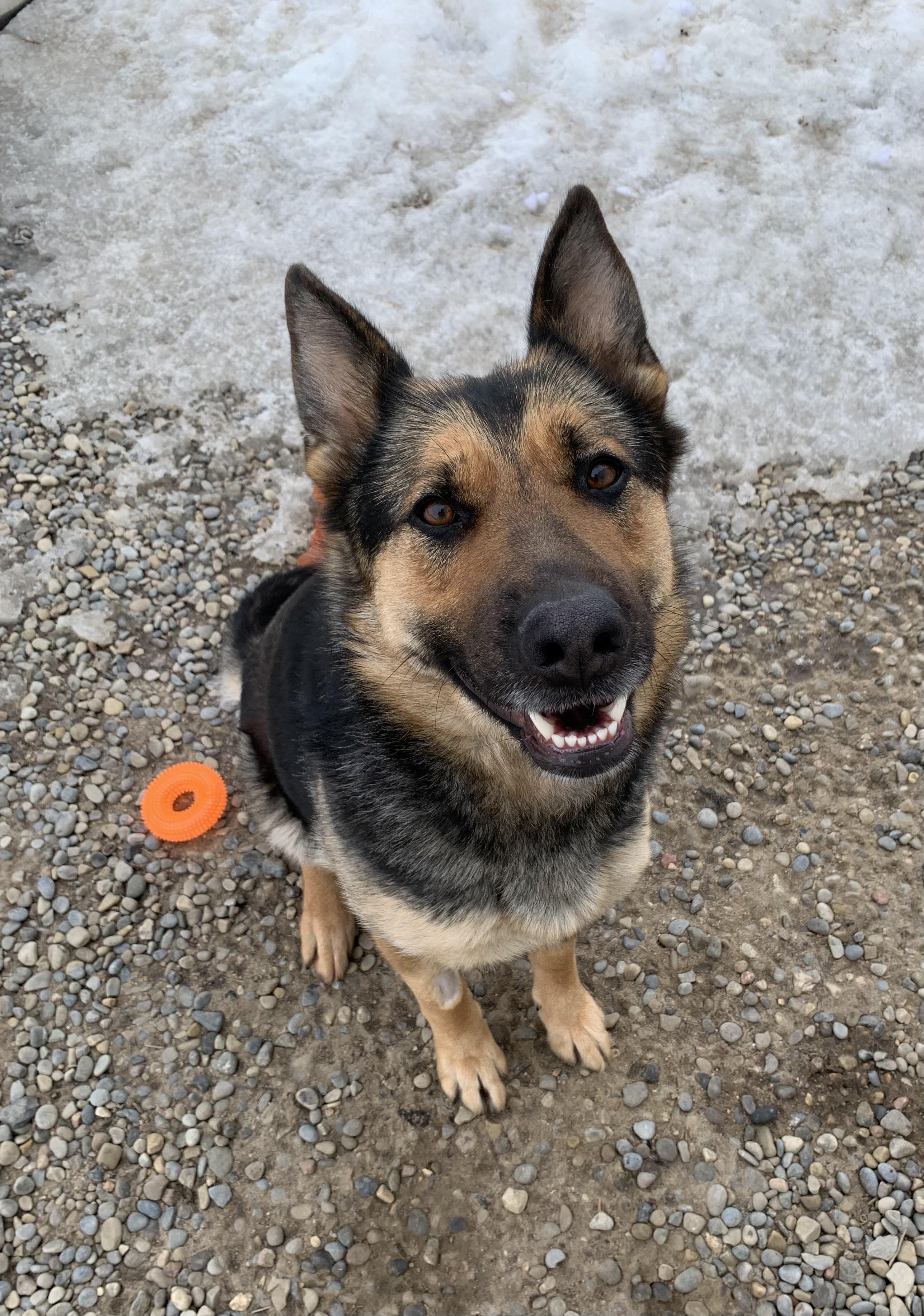 Ada, adopted, Adult Female German Shepherd Dog.