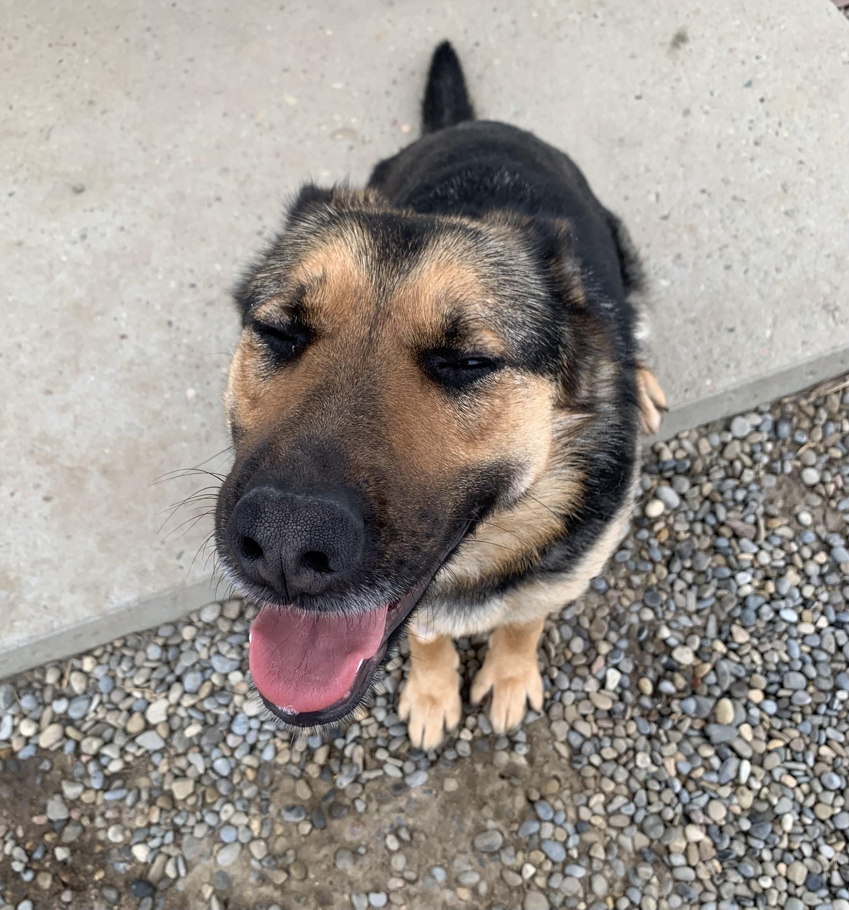 Ada, an adopted mixed breed in Bonnyville, AB image 2/2