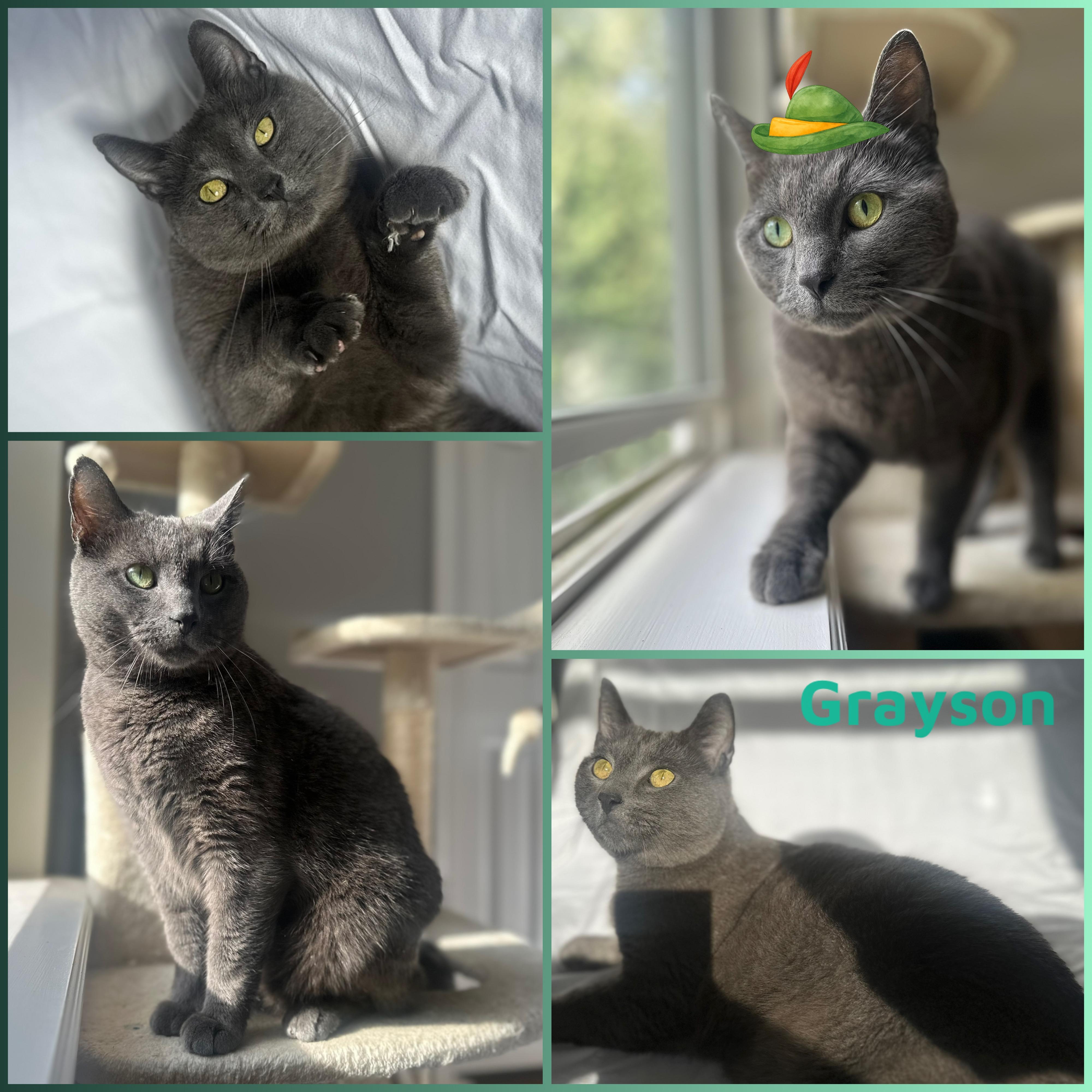 Enlarge Grayson, a Adoptable Domestic Short Hair in Louisville, KY image 1/1