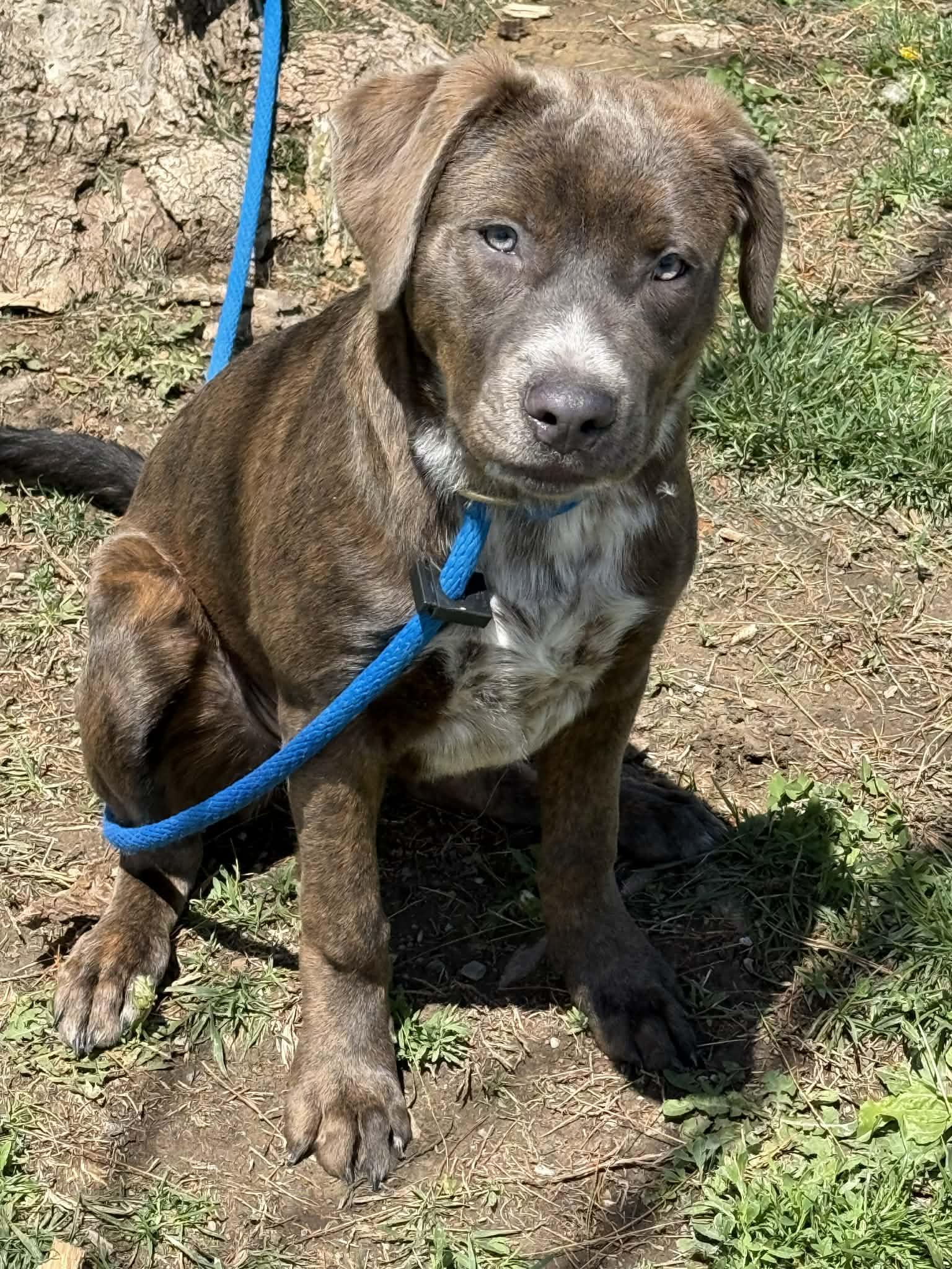 Polly (in a FOSTER home), a ADOPTABLE mixed breed in Springfield, IL image 2/6