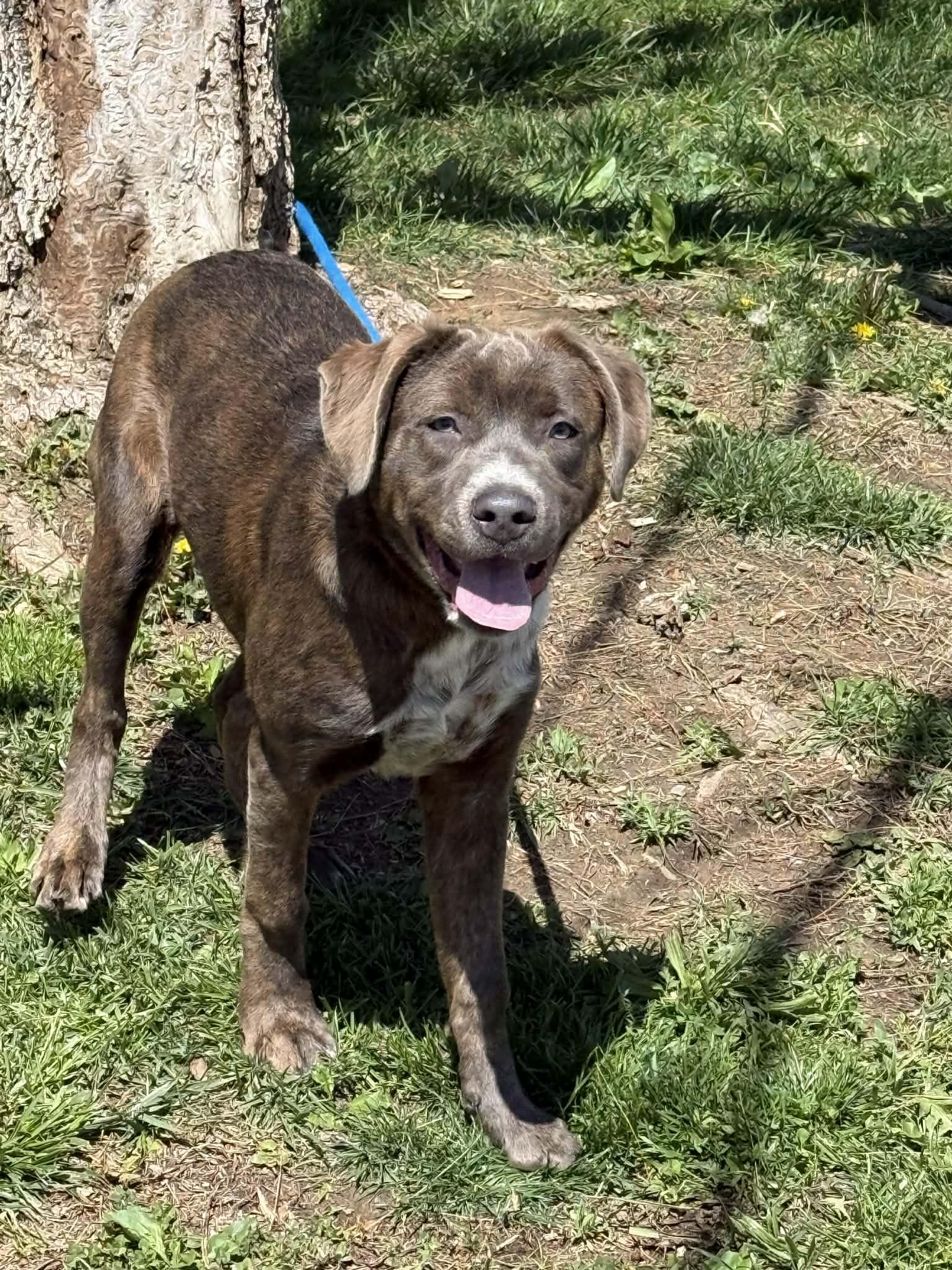 Polly (in a FOSTER home), a ADOPTABLE mixed breed in Springfield, IL image 4/6