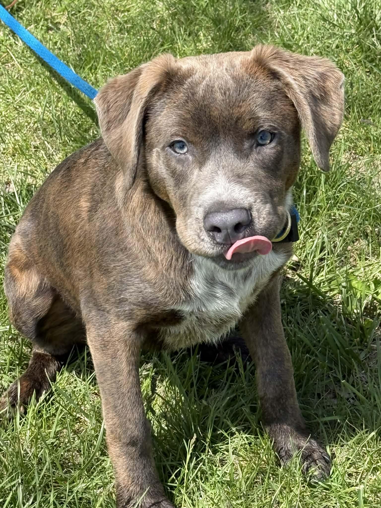 Polly (in a FOSTER home), a ADOPTABLE mixed breed in Springfield, IL image 6/6