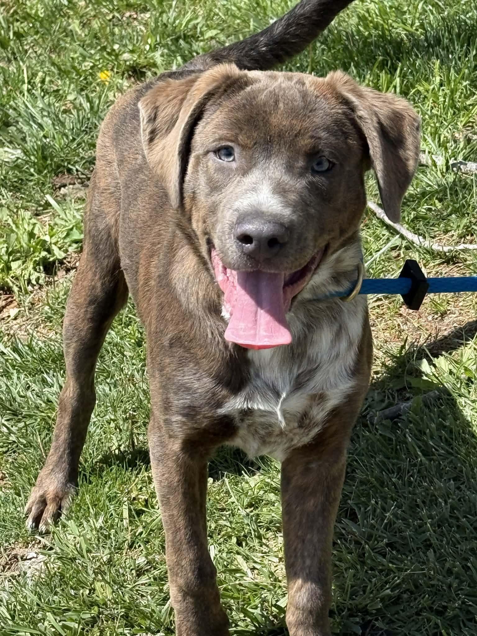 Polly (in a FOSTER home), a ADOPTABLE mixed breed in Springfield, IL image 5/6