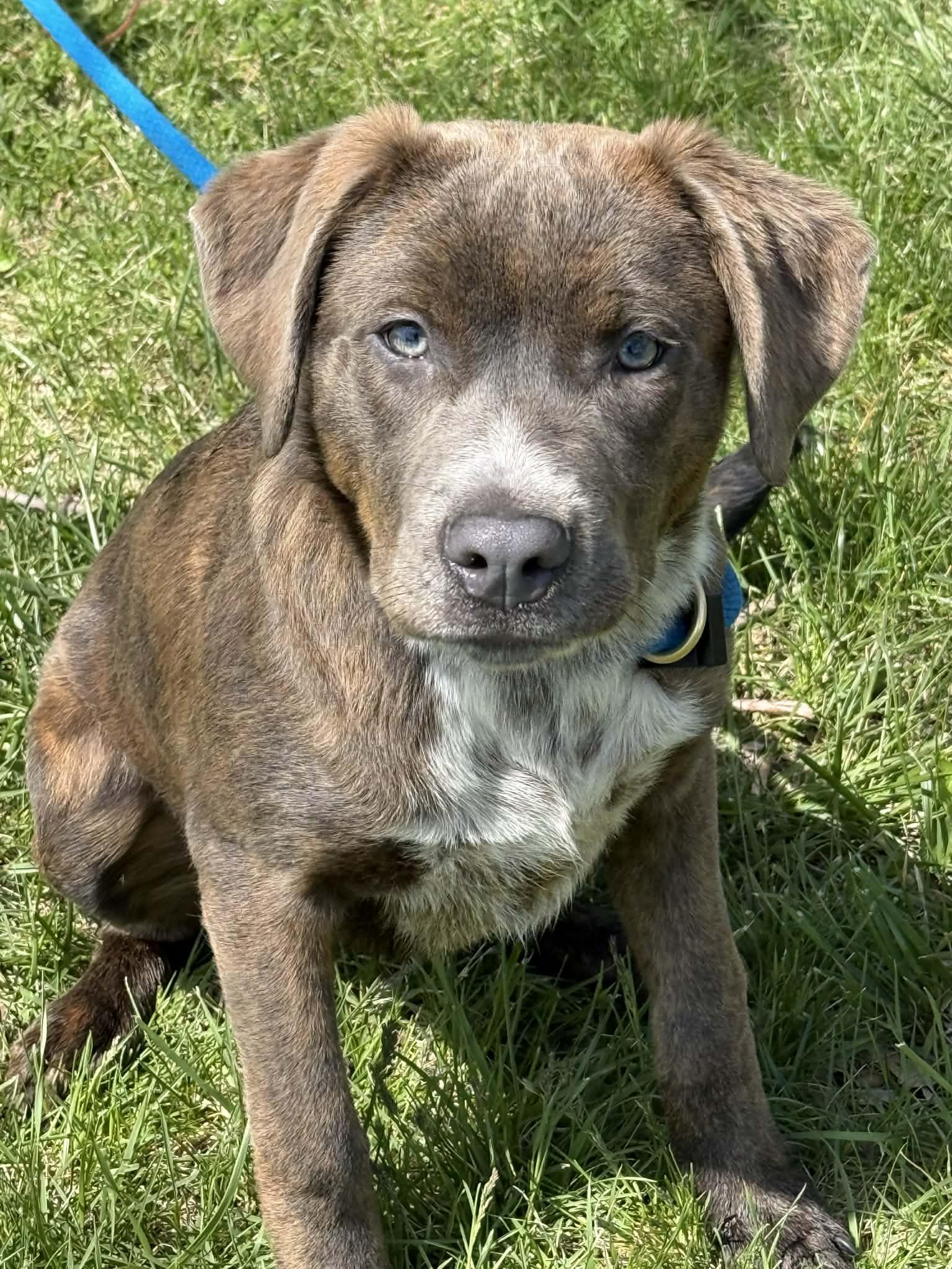 Polly (in a FOSTER home), a ADOPTABLE mixed breed in Springfield, IL image 1/6
