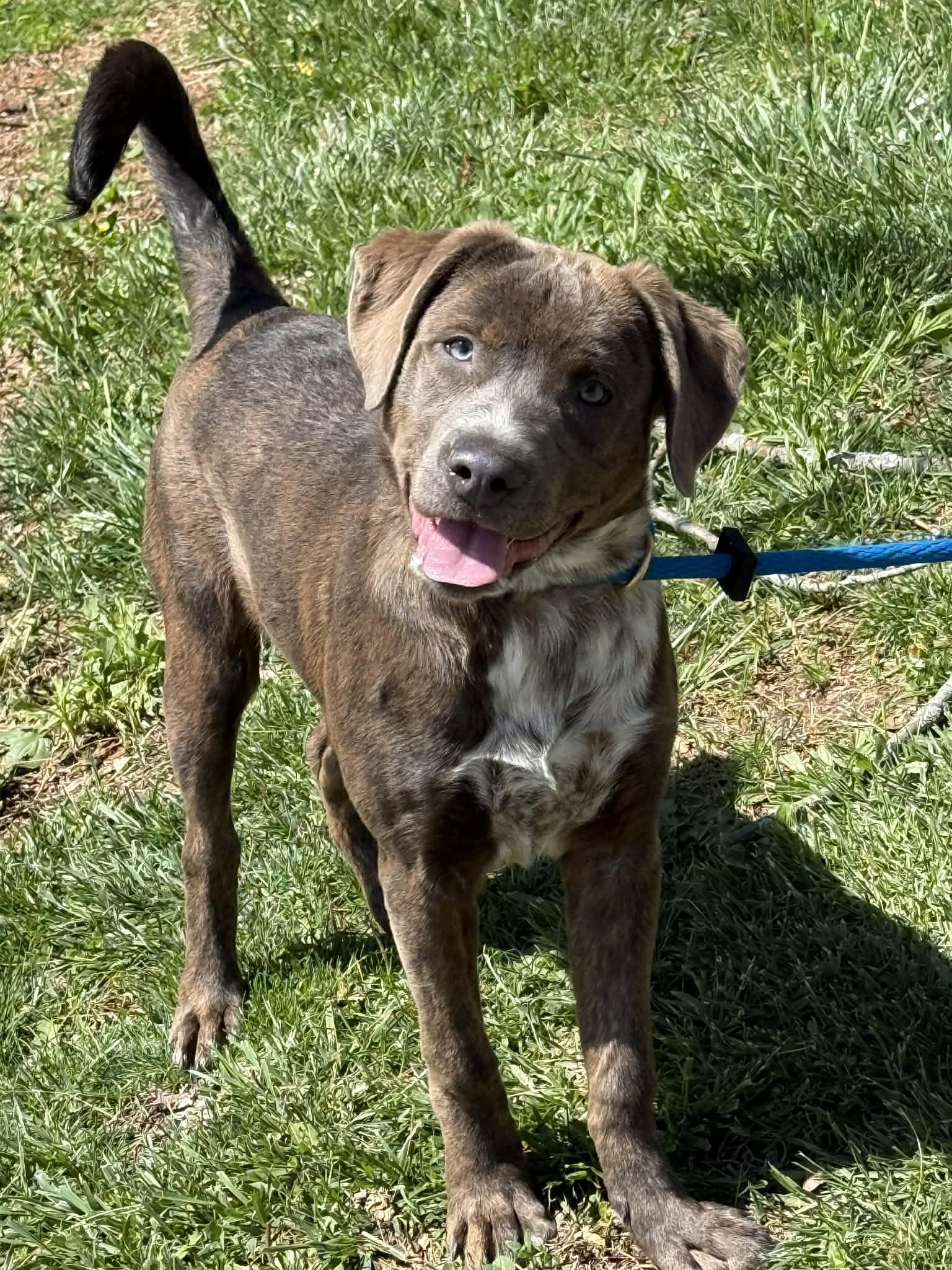 Polly (in a FOSTER home), a ADOPTABLE mixed breed in Springfield, IL image 3/6
