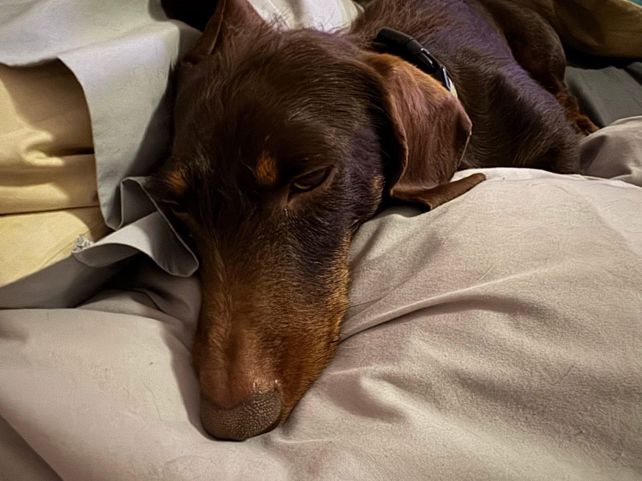 Enlarge Fleeter, an adopted Dachshund (Long Haired) in Allentown, PA image 2/3