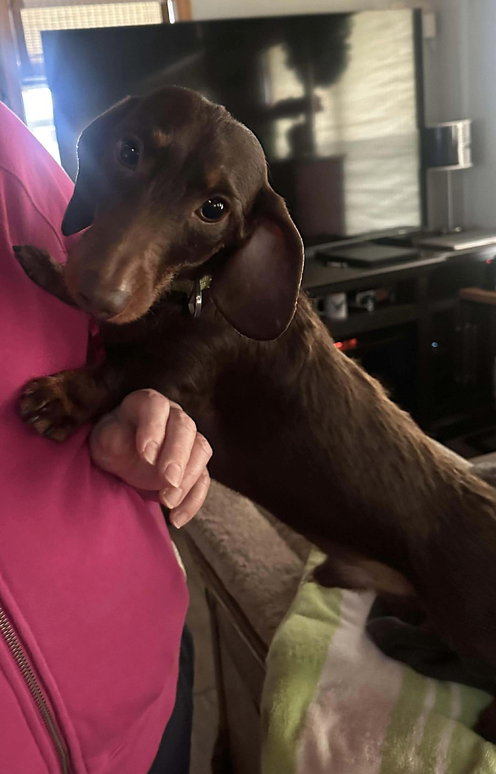 Enlarge Fleeter, an adopted Dachshund (Long Haired) in Allentown, PA image 1/3