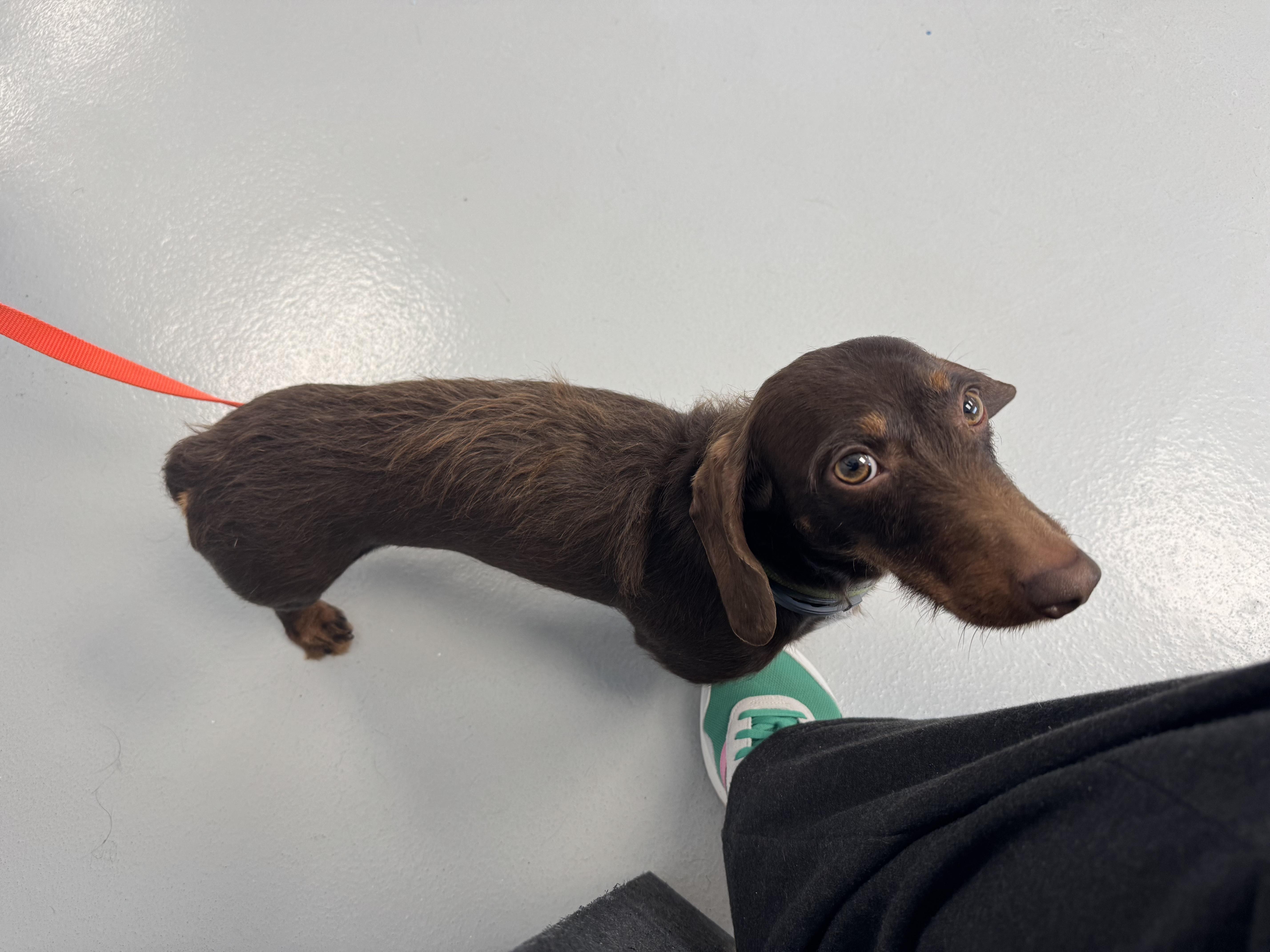 Enlarge Fleeter, an adopted Dachshund (Long Haired) in Allentown, PA image 3/3