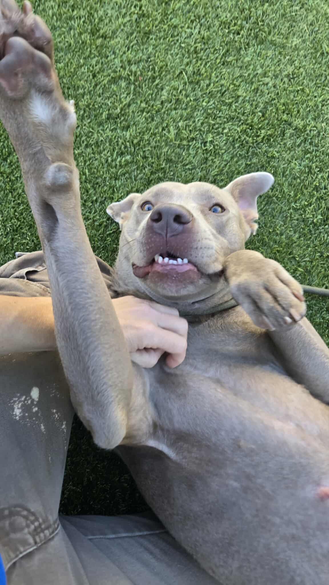Dory **Courtesy Post. Out of town pet. See below for details**, Adoptable, Adult Female Pit Bull Terrier.