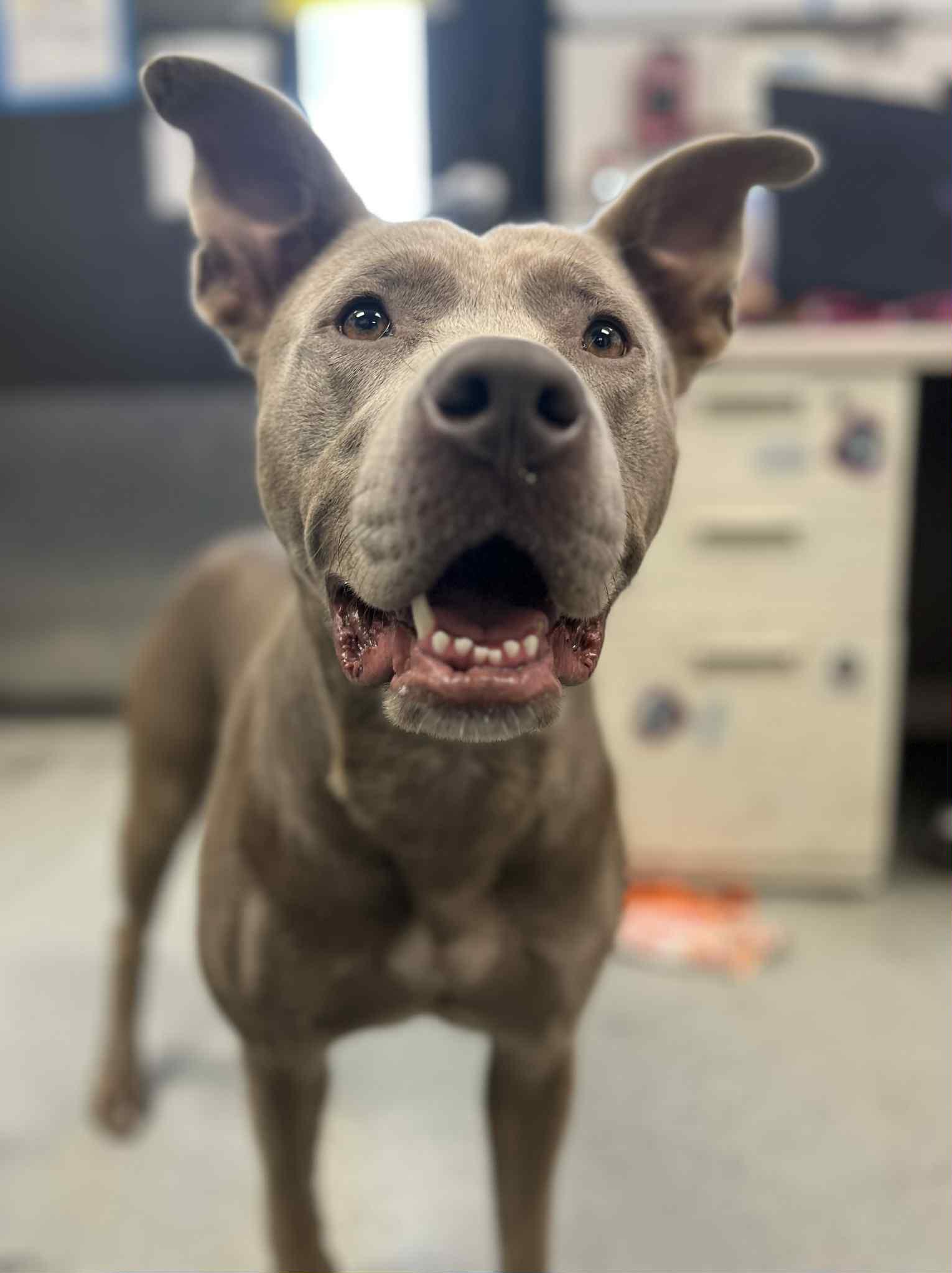 Enlarge Dory **Courtesy Post. Out of town pet. See below for details**, a Adoptable Pit Bull Terrier in Eagle, ID image 2/3