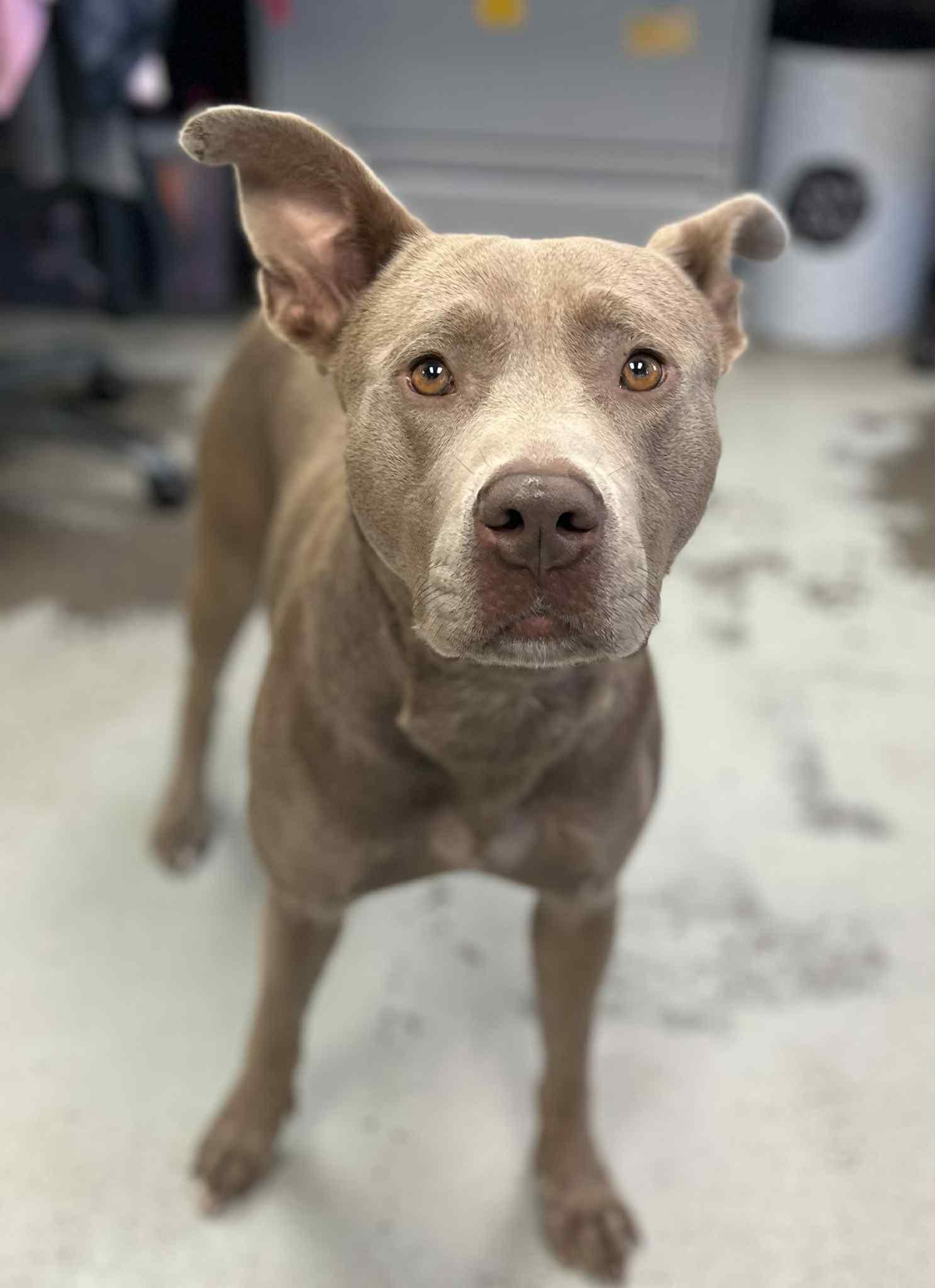 Enlarge Dory **Courtesy Post. Out of town pet. See below for details**, a Adoptable Pit Bull Terrier in Eagle, ID image 3/3