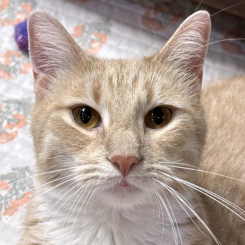 Pumpkin, Adopted, Adult Male Domestic Short Hair.