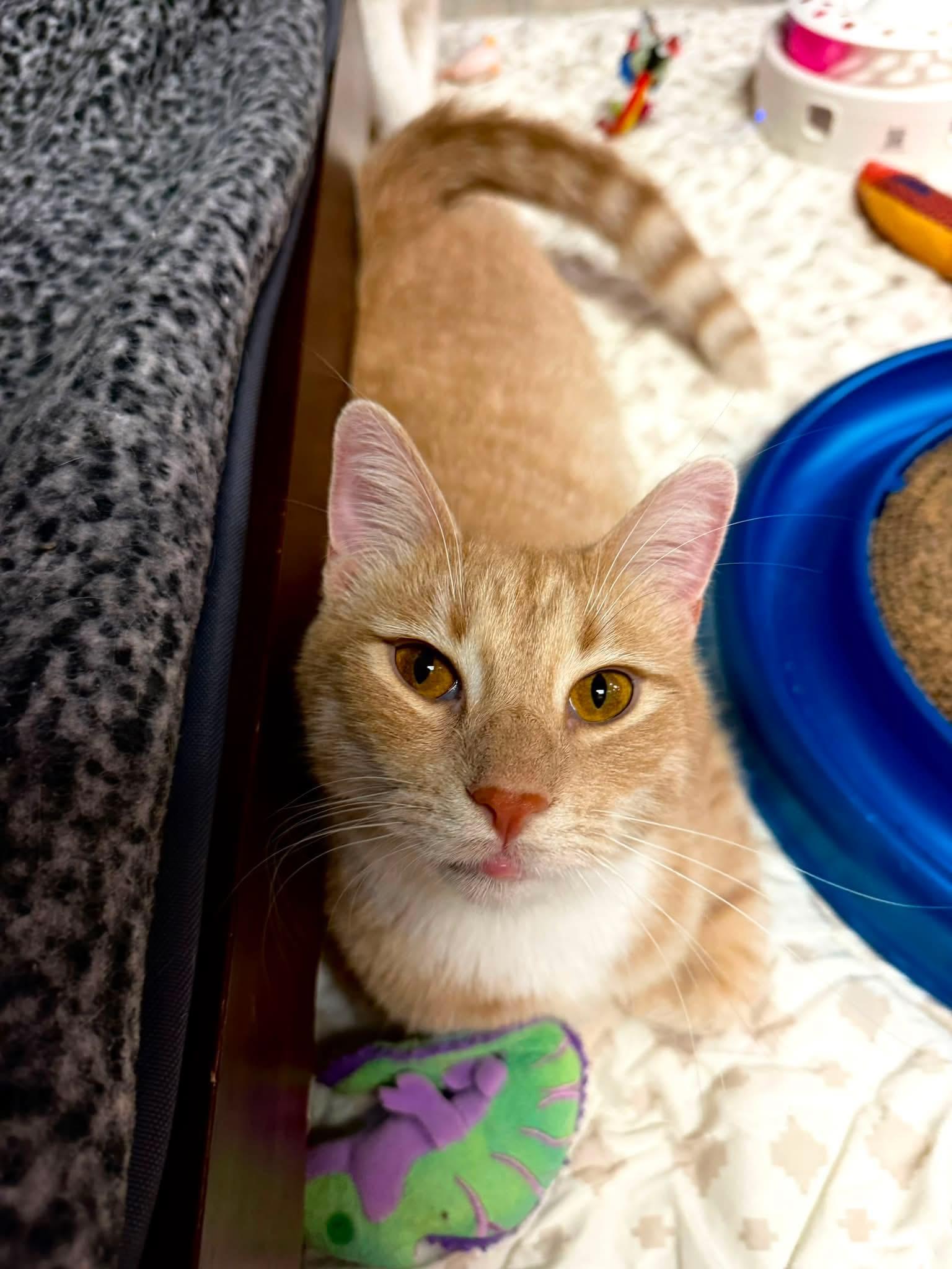 Enlarge Pumpkin, a Adopted Domestic Short Hair in Crystal Lake, IL image 2/4