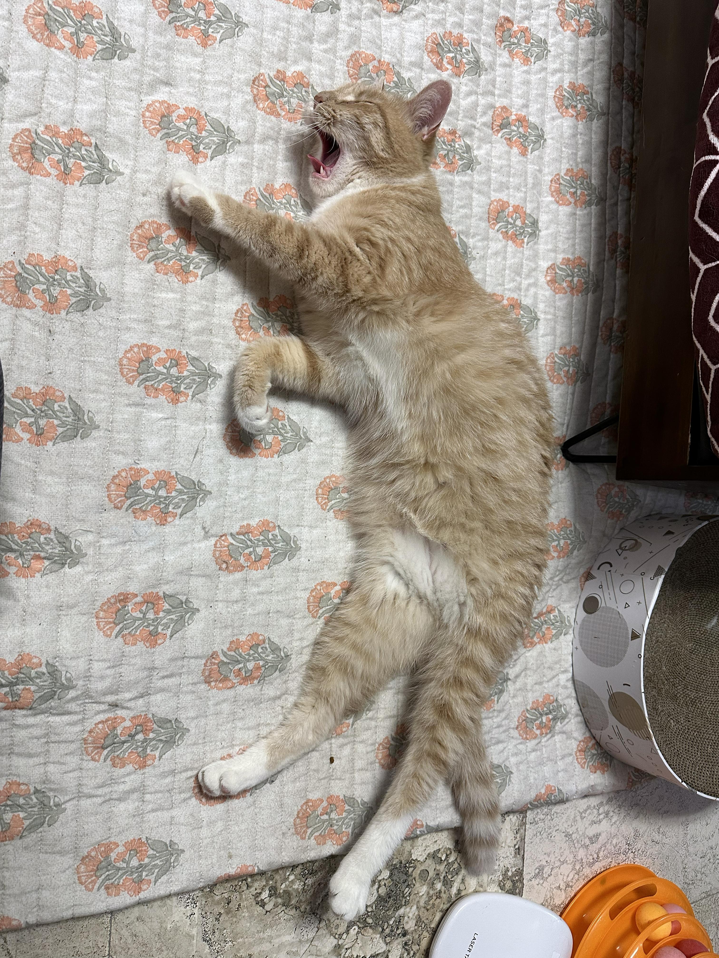 Enlarge Pumpkin, a Adopted Domestic Short Hair in Crystal Lake, IL image 3/4
