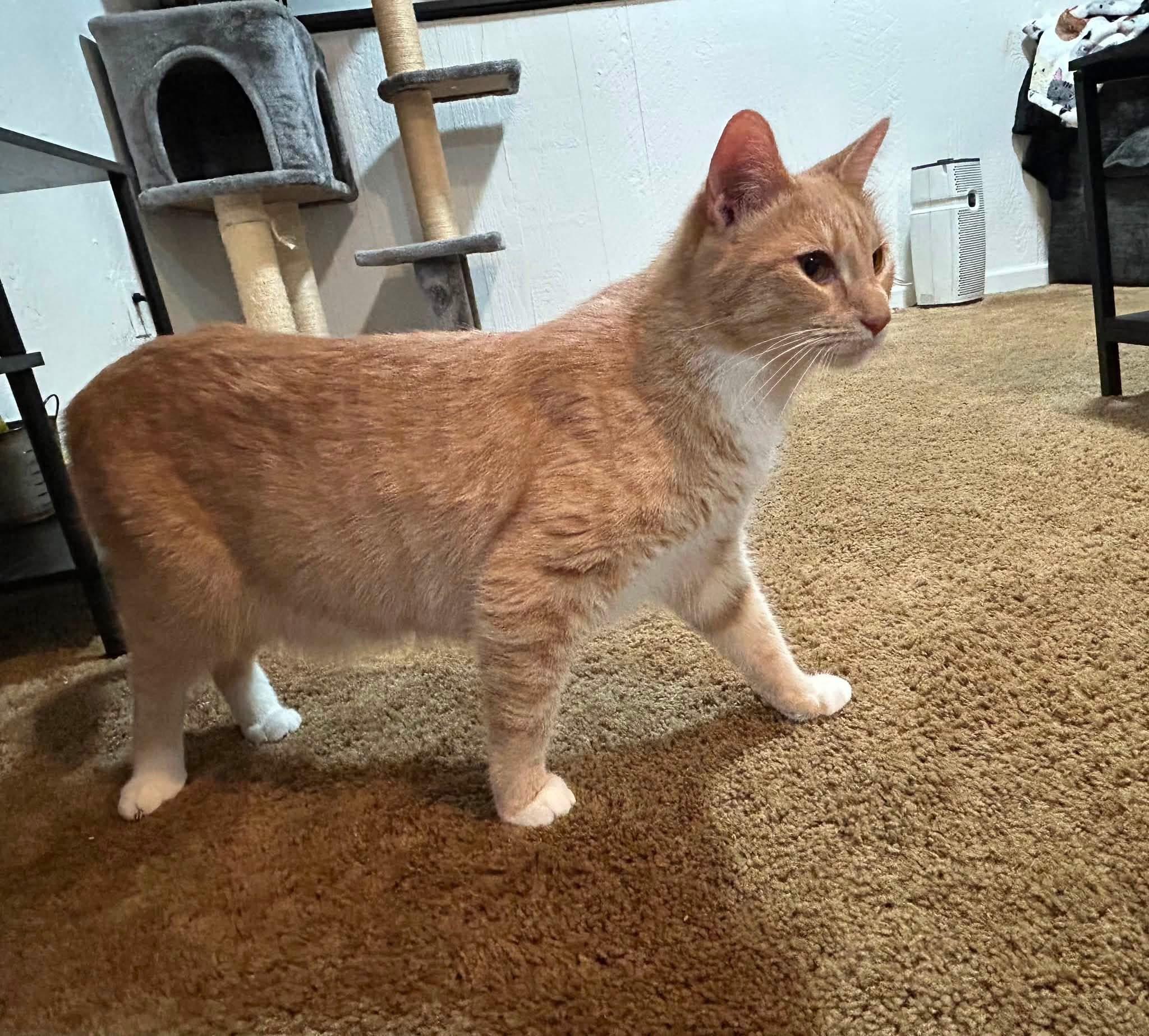 Enlarge Pumpkin, a Adopted Domestic Short Hair in Crystal Lake, IL image 4/4