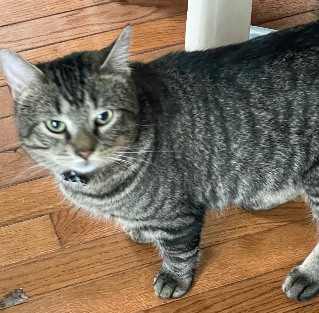 Enlarge Sage/Maximus, a Adopted Tabby in Manchester, NH image 4/6