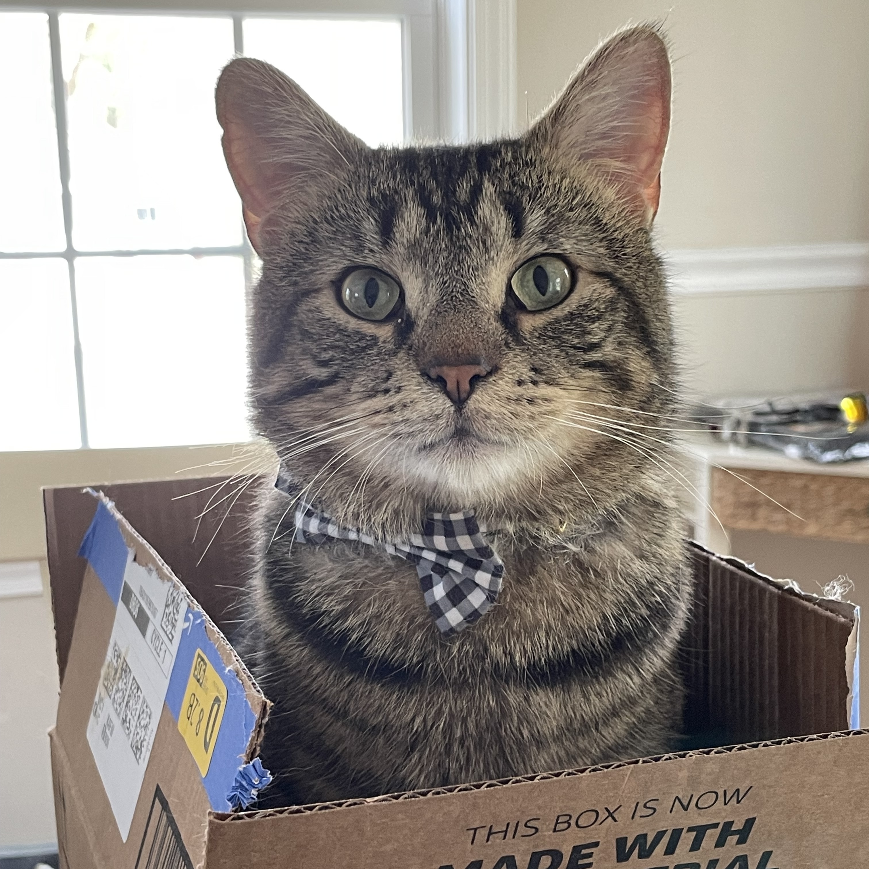 Enlarge Sage/Maximus, a Adopted Tabby in Manchester, NH image 1/6