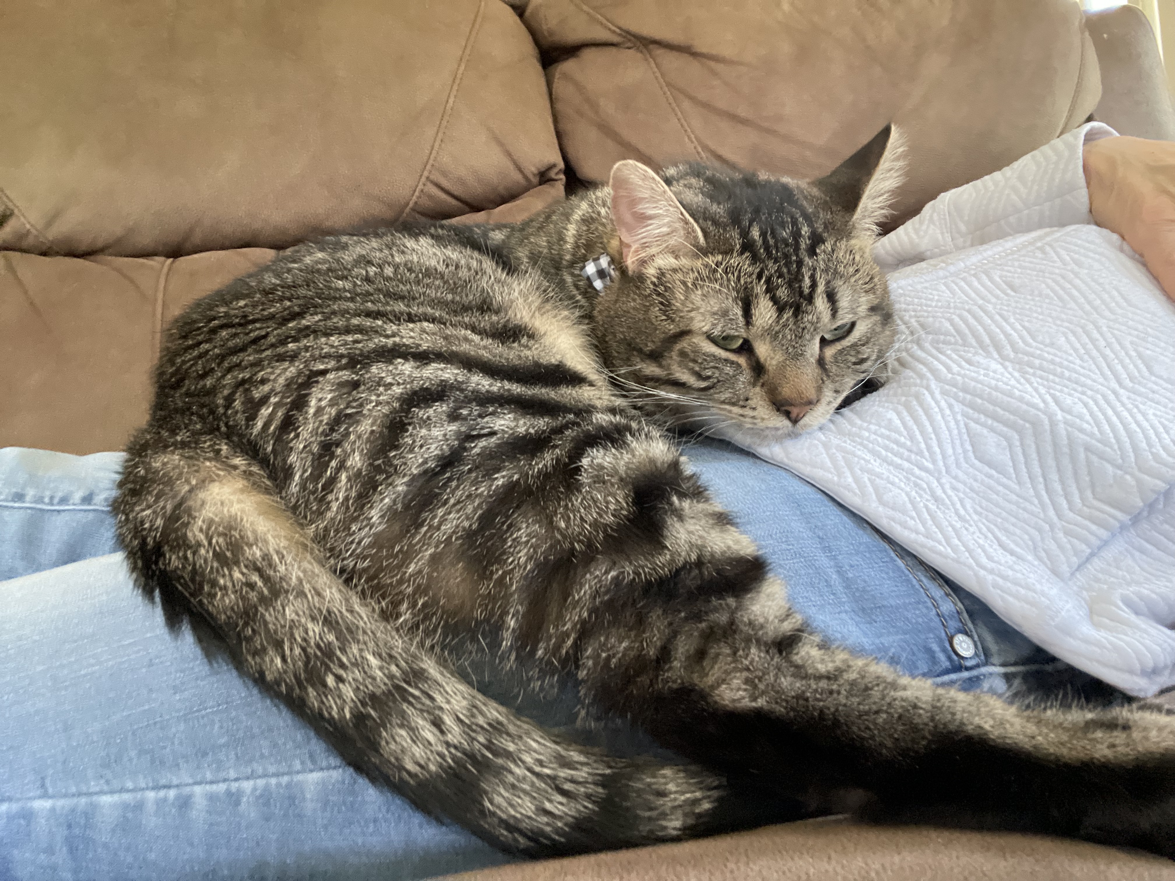 Enlarge Sage/Maximus, a Adopted Tabby in Manchester, NH image 2/6