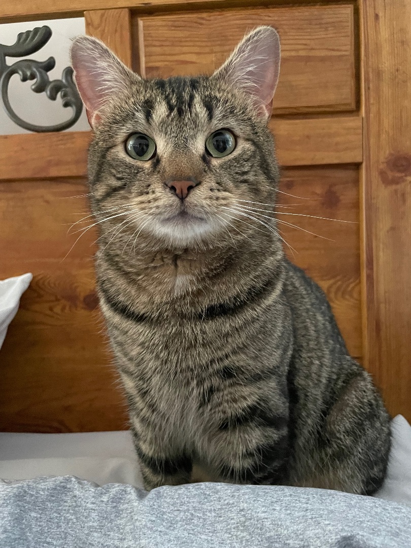 Enlarge Sage/Maximus, a Adopted Tabby in Manchester, NH image 5/6
