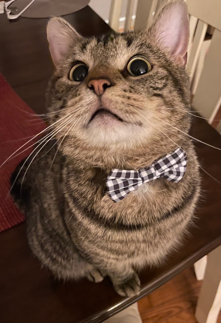 Enlarge Sage/Maximus, a Adopted Tabby in Manchester, NH image 6/6