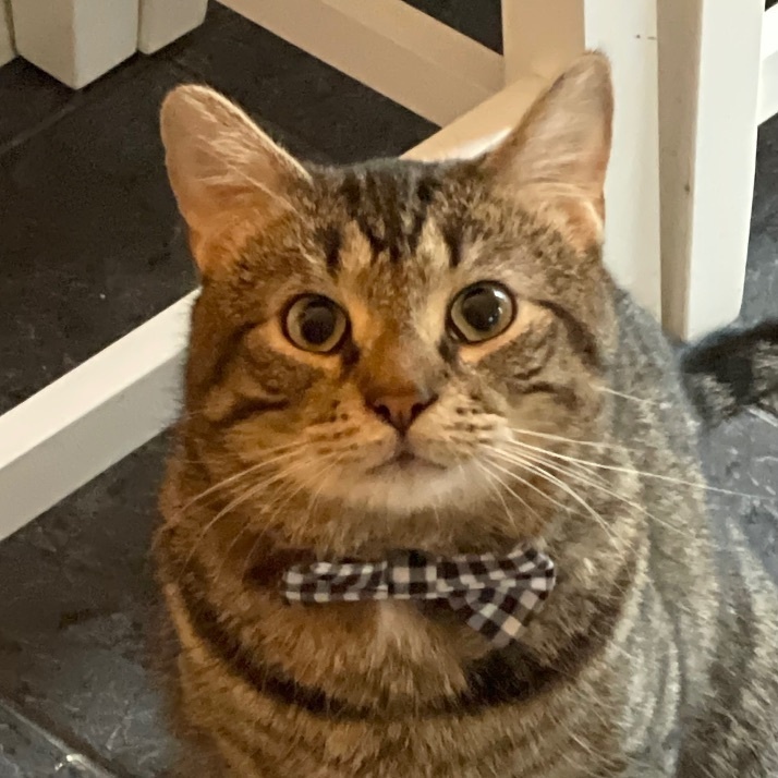 Enlarge Sage/Maximus, a Adopted Tabby in Manchester, NH image 3/6