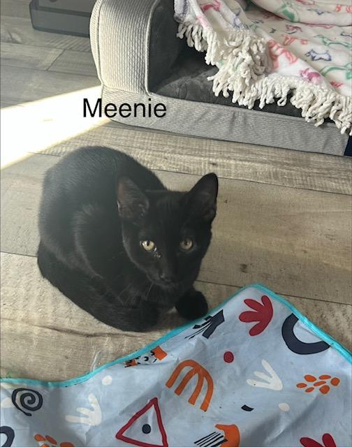 Meenie, Adoptable, Young Male Domestic Short Hair.