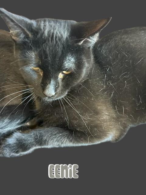 Enlarge Eennie, a Adoptable Domestic Short Hair in Klamath Falls, OR image 1/1