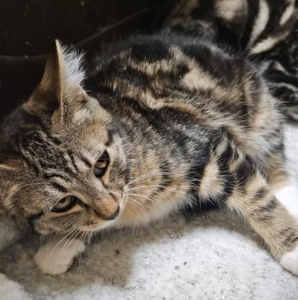 Sandy, Adoptable, Kitten Female Domestic Short Hair & Domestic Short Hair.