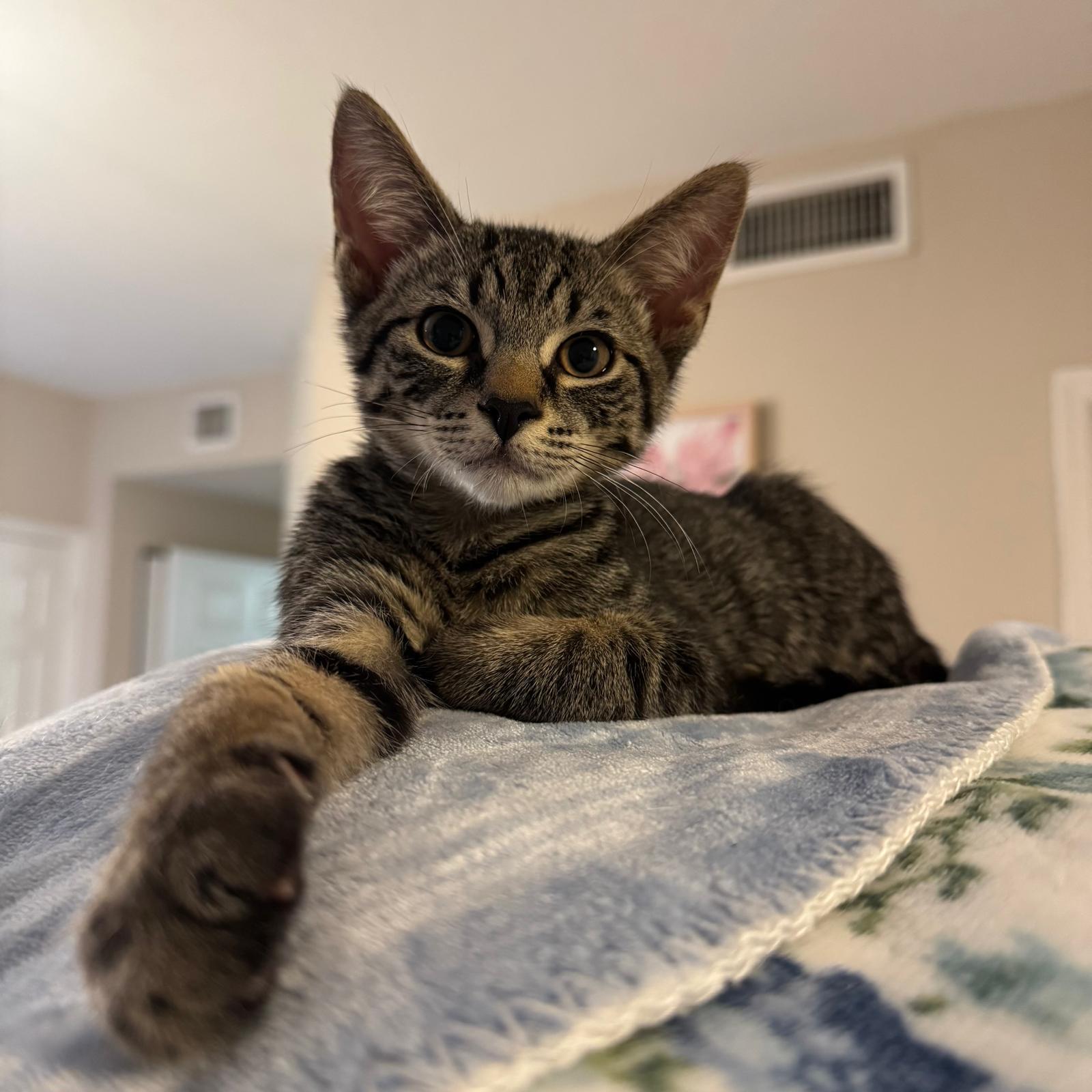 Indigo, Adoptable, Kitten Male Domestic Short Hair.