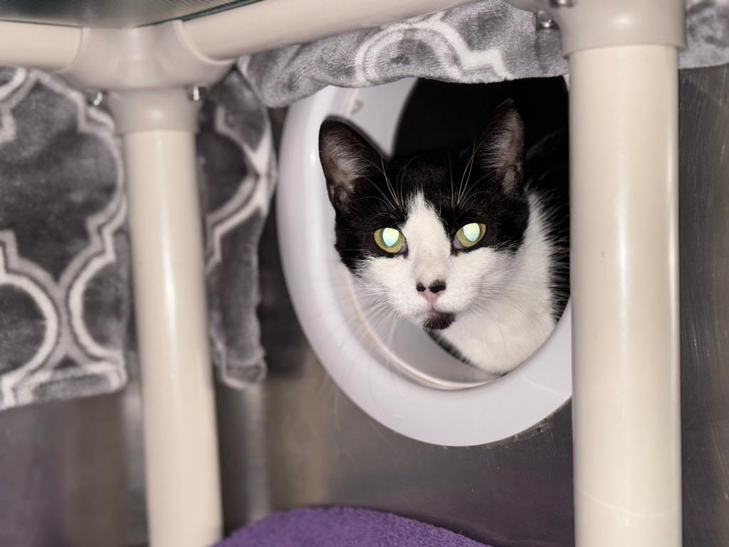 Betty Crocker, Adoptable, Adult Female Domestic Short Hair.